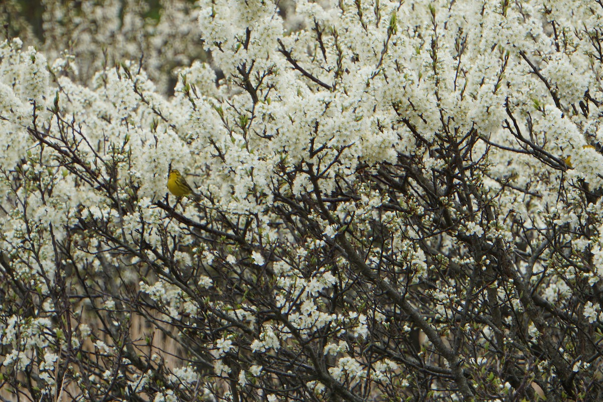 Prairie Warbler - Melody Ragle