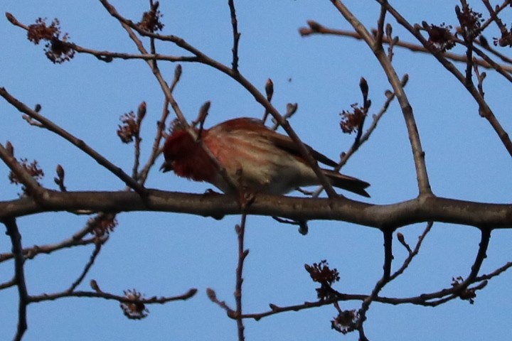 Purple Finch - ML156113841