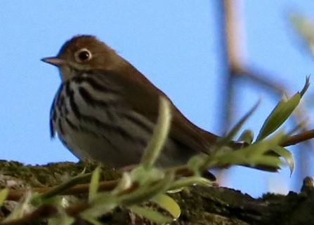 Paruline couronnée - ML156114031