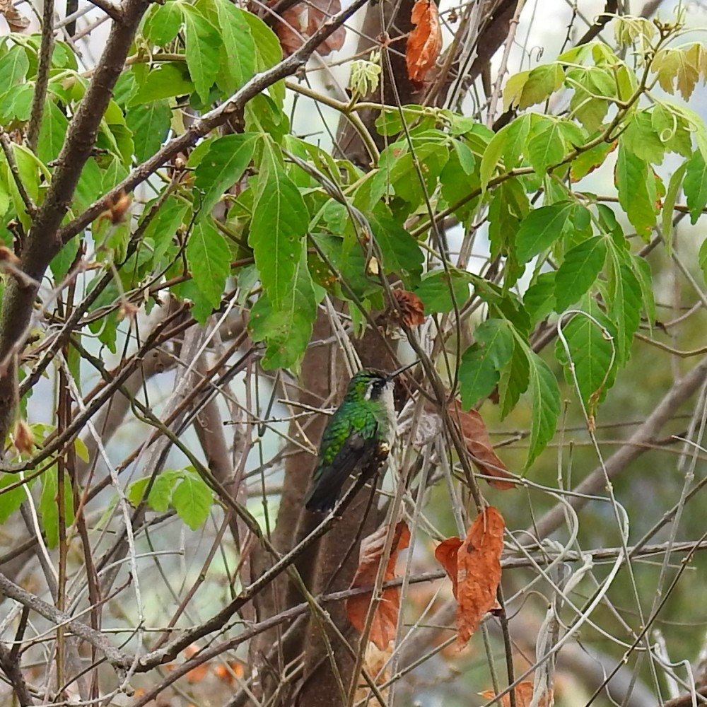 kolibřík venezuelský - ML156114191