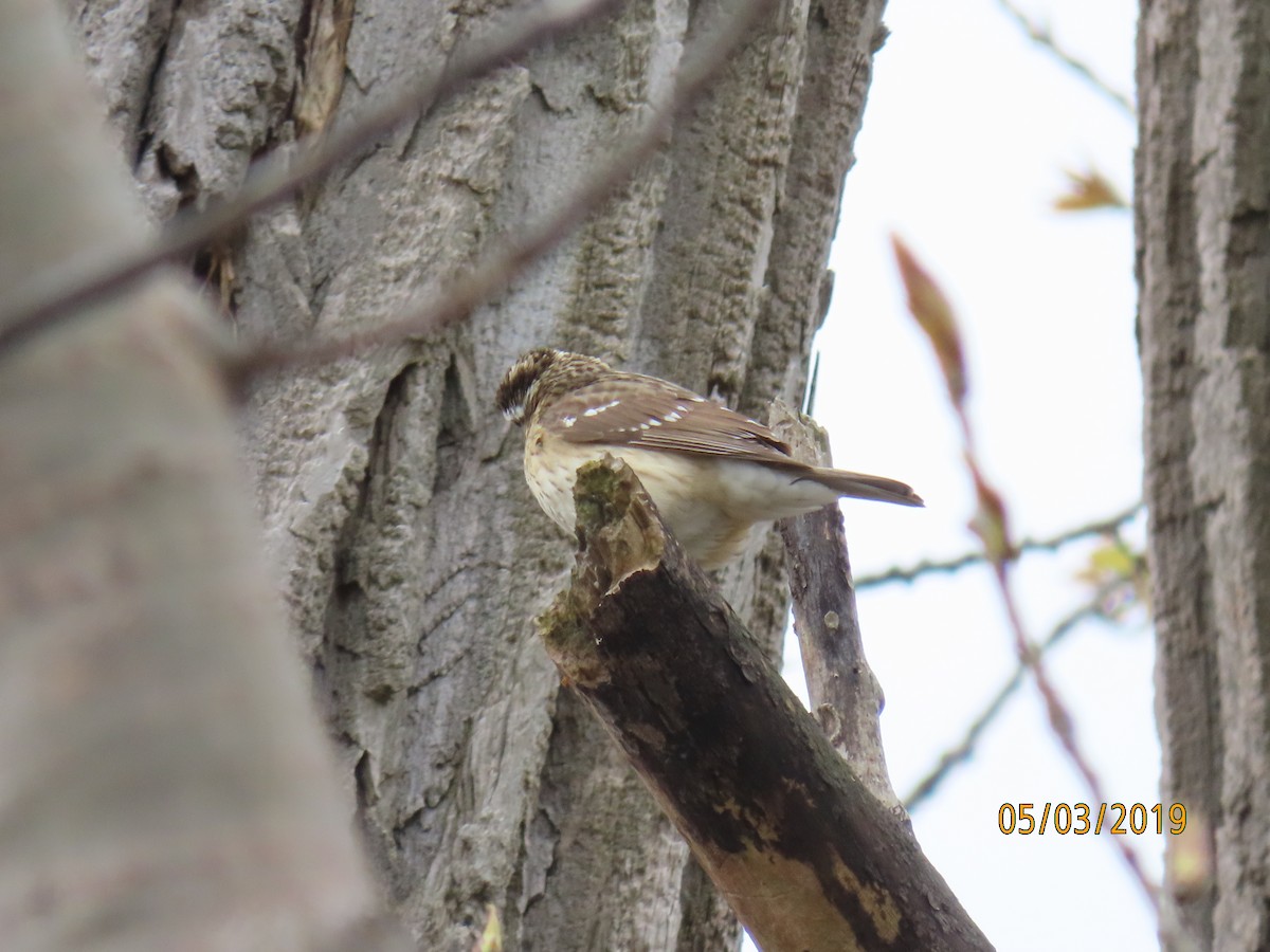 Rose-breasted Grosbeak - ML156114541