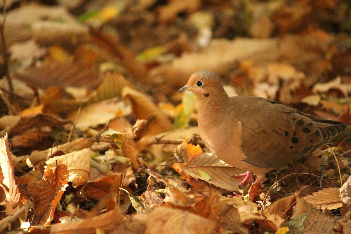 Mourning Dove - ML156114801