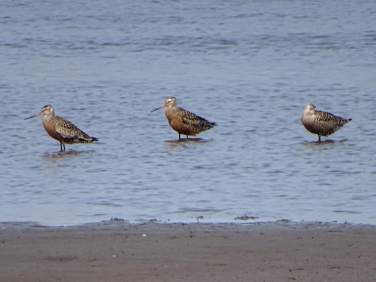 Hudsonian Godwit - ML156115651