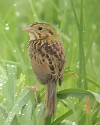 Henslow's Sparrow - ML156116041