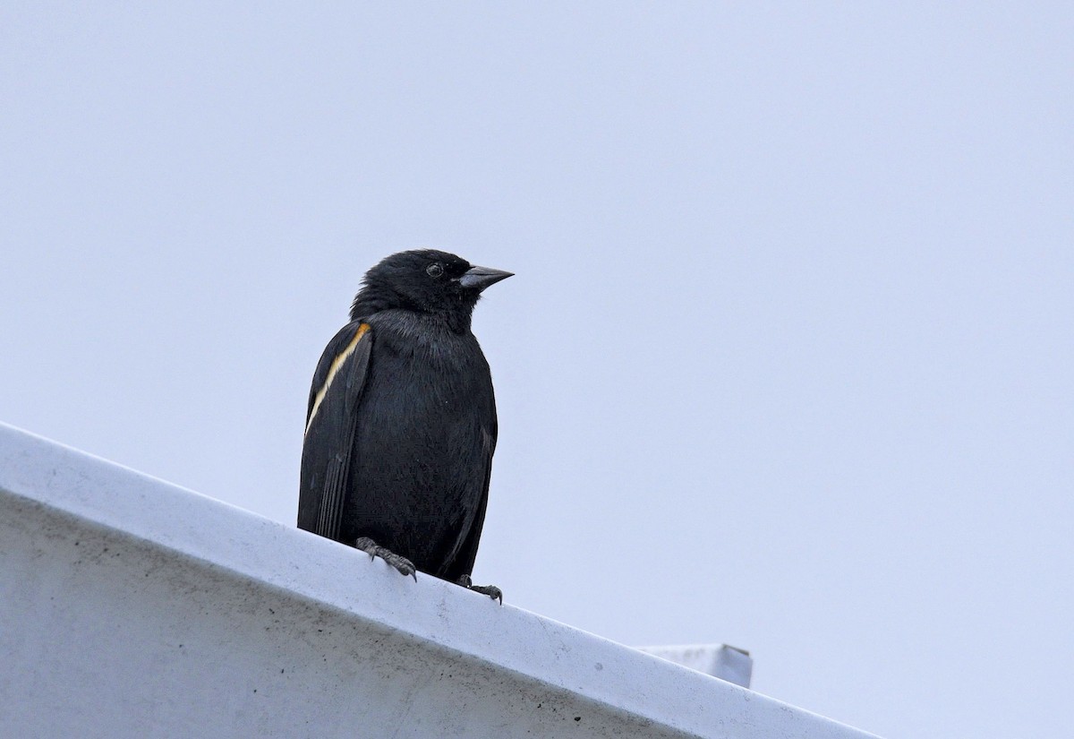 Tawny-shouldered Blackbird - ML156116071