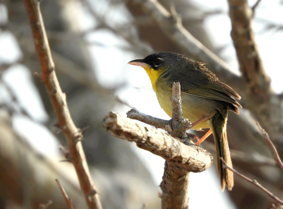 Gray-crowned Yellowthroat - ML156116841