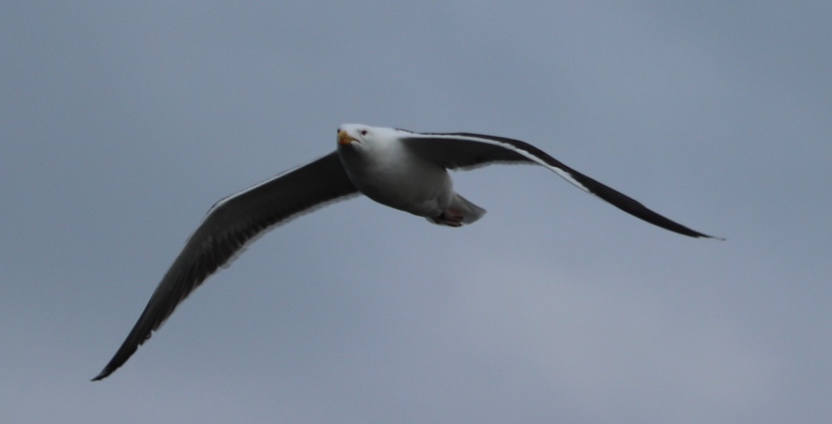 Great Black-backed Gull - valerie heemstra