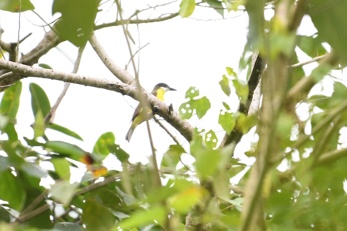 Boat-billed Flycatcher - ML156117581