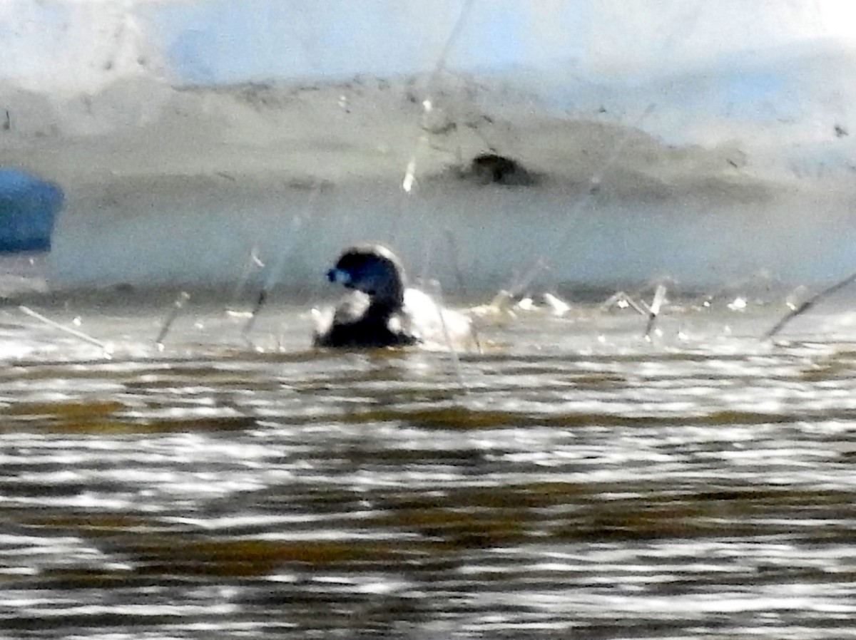 Pied-billed Grebe - ML156118211