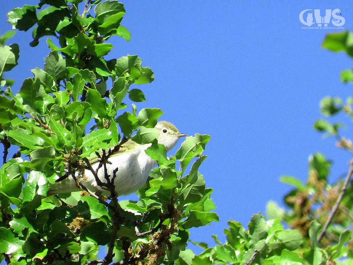 Western Bonelli's Warbler - Gustavo López