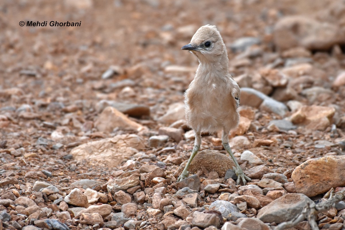 Iranian Ground-Jay - Mehdi Ghorbani