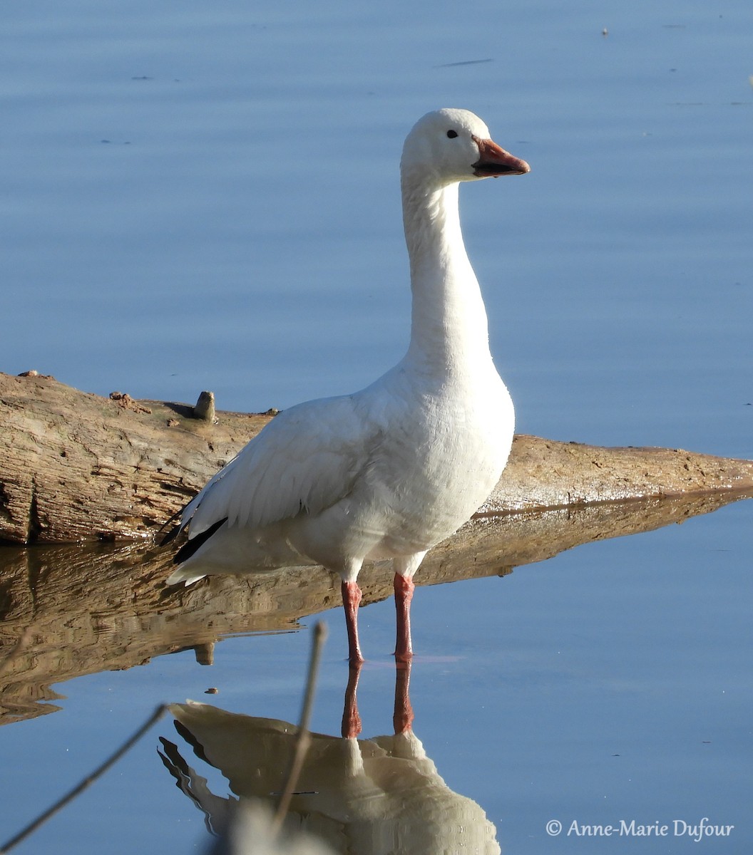 Snow Goose - Anne-Marie Dufour