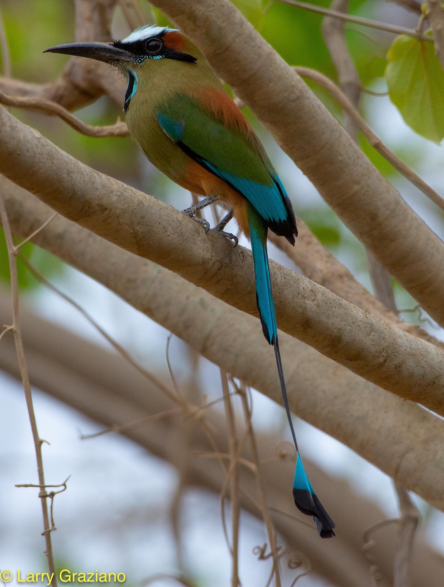 Turquoise-browed Motmot - ML156121781