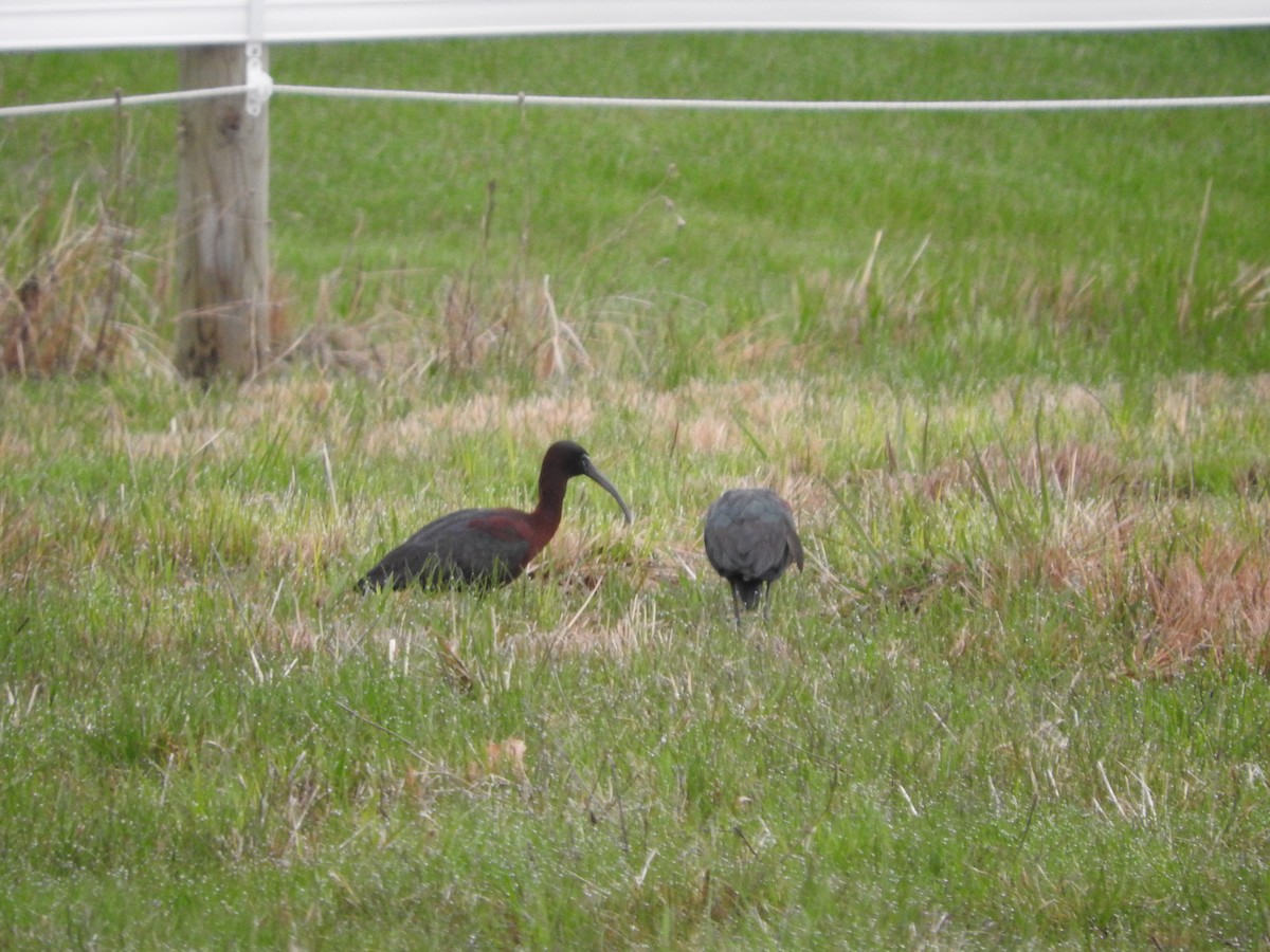 ibis hnědý - ML156122981