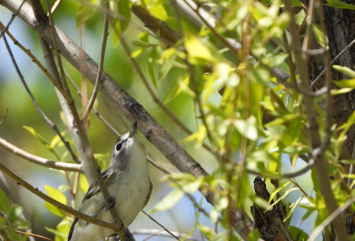 Plumbeous Vireo - Connie Misket