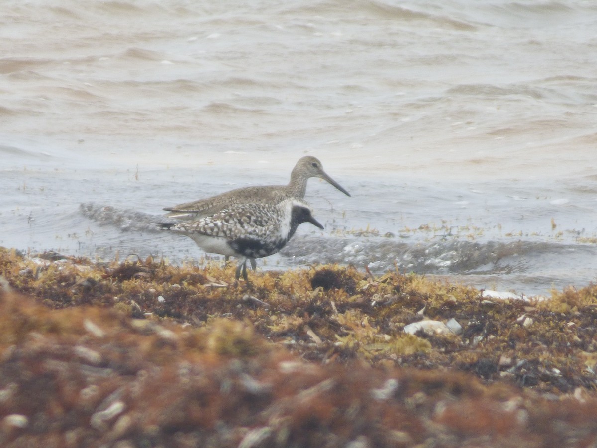 Black-bellied Plover - ML156124141