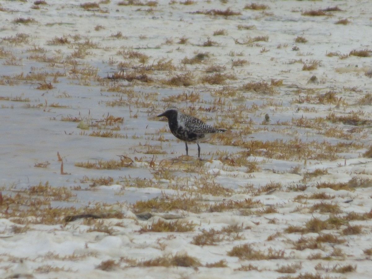 Black-bellied Plover - ML156124401