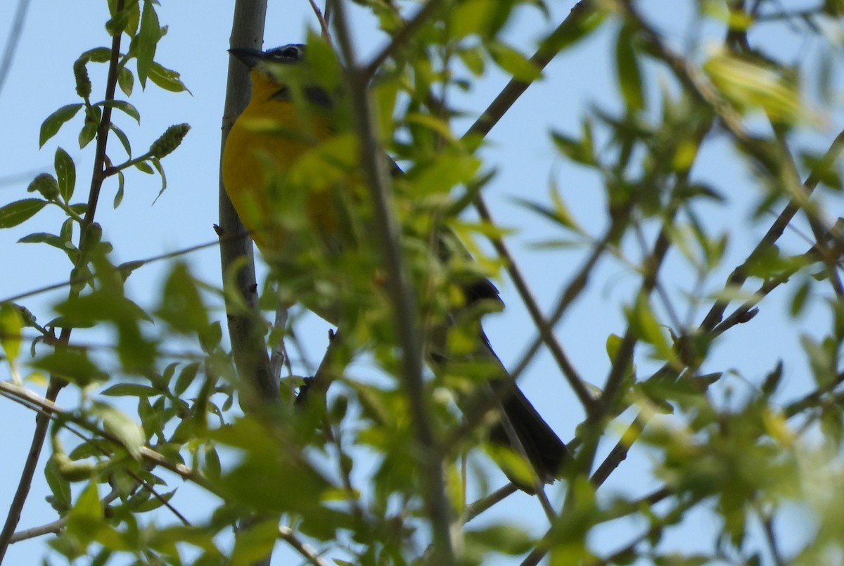 Yellow-breasted Chat - ML156126341