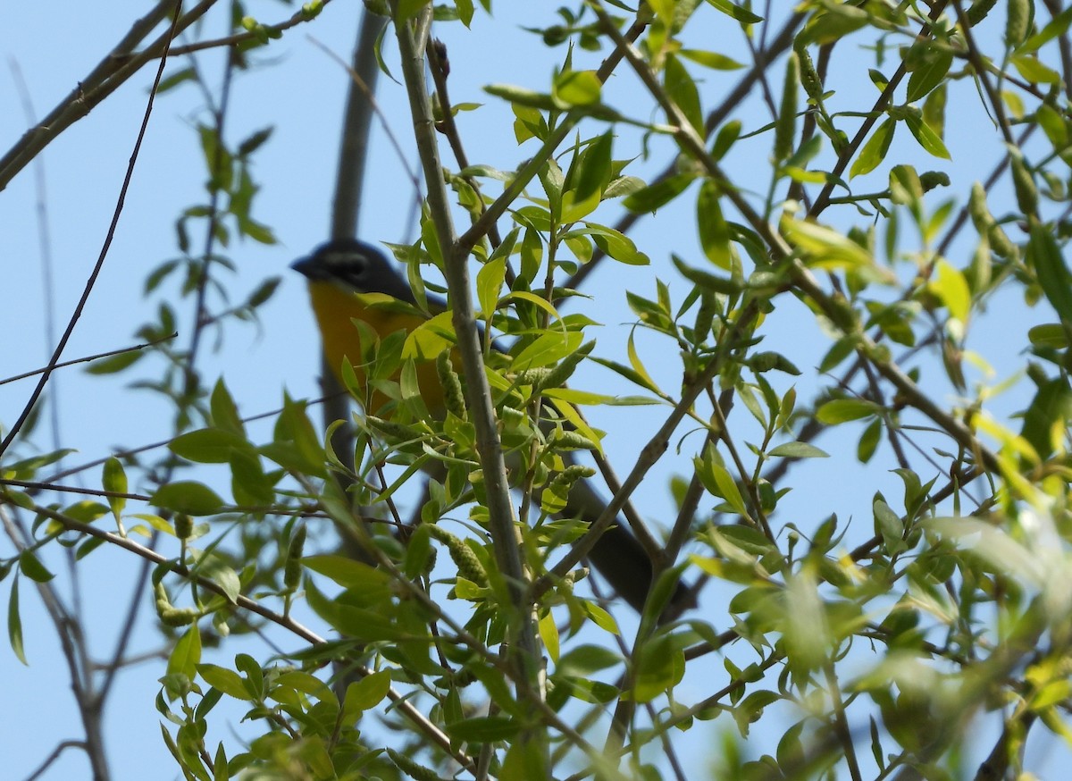 Yellow-breasted Chat - ML156126411