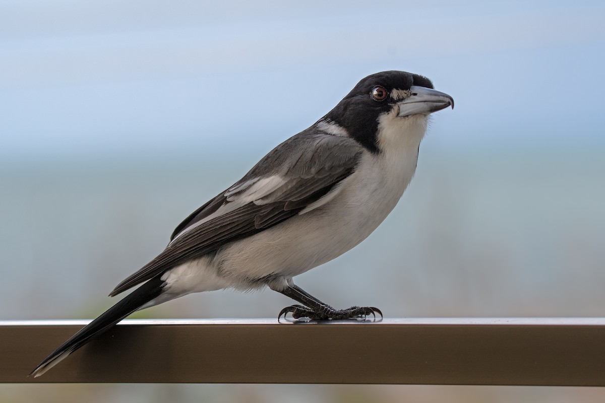 Gray Butcherbird - Hayley Alexander