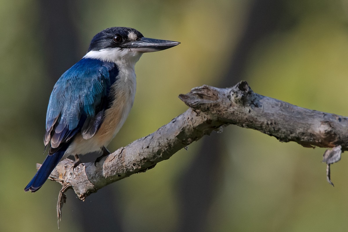 Forest Kingfisher - Hayley Alexander