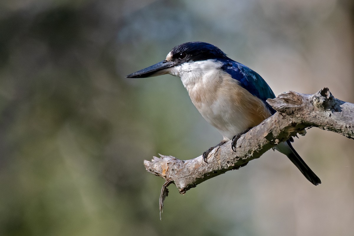 Forest Kingfisher - Hayley Alexander