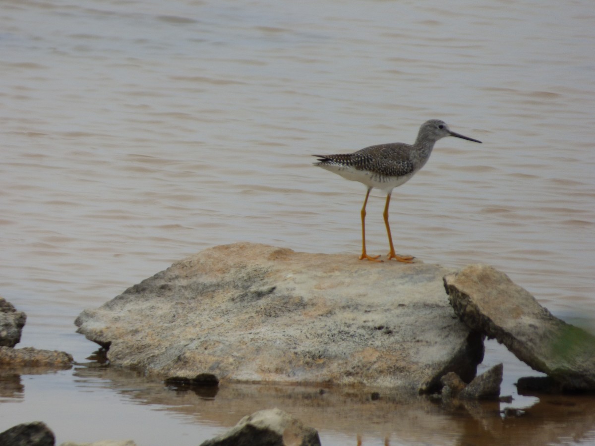 Greater Yellowlegs - ML156128341