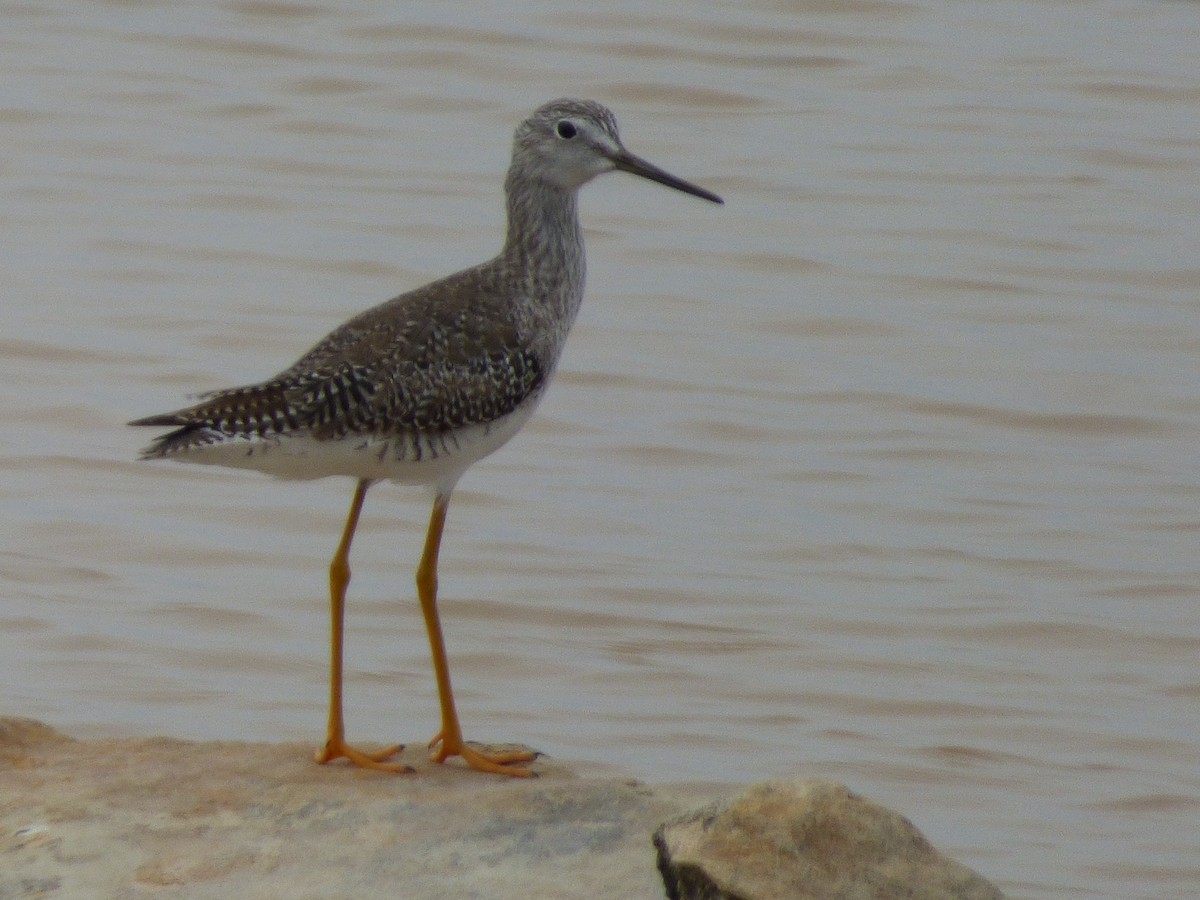 Greater Yellowlegs - ML156128481