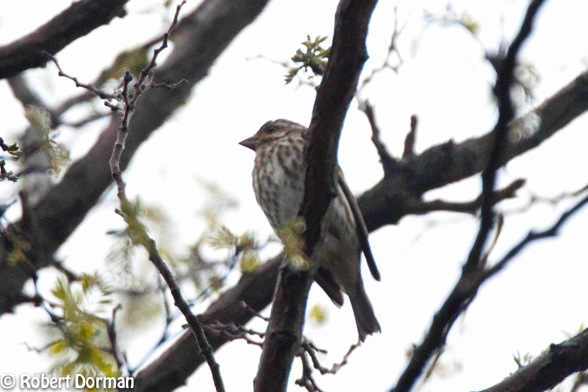 Purple Finch - ML156130161