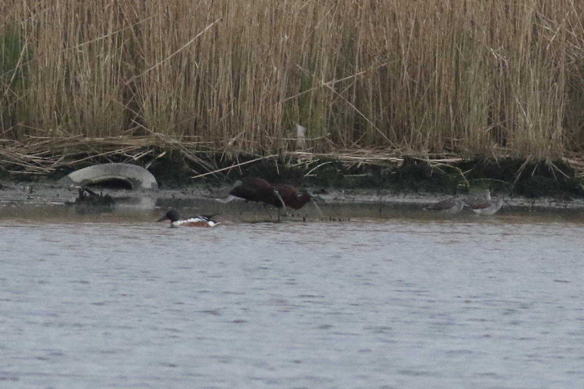 Glossy Ibis - ML156132611