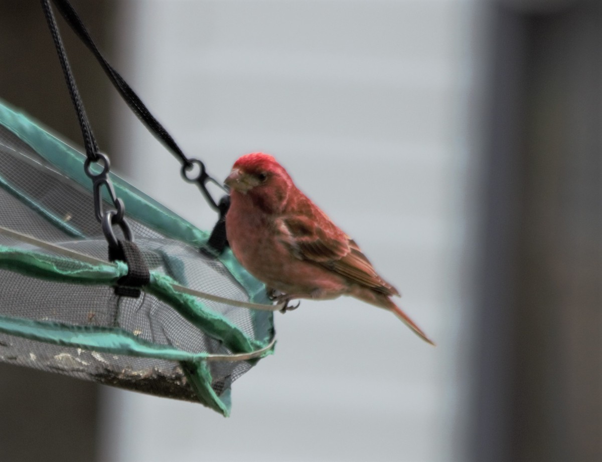 Purple Finch - ML156133091