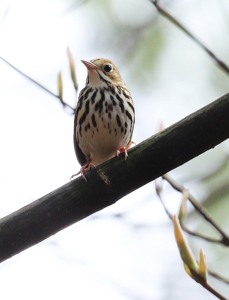 Ovenbird - ML156134741