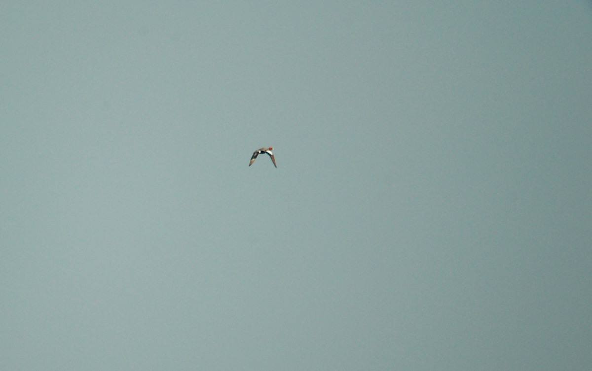 Eurasian Wigeon - ML156135511