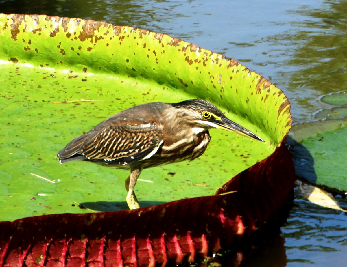 Striated Heron - ML156135861