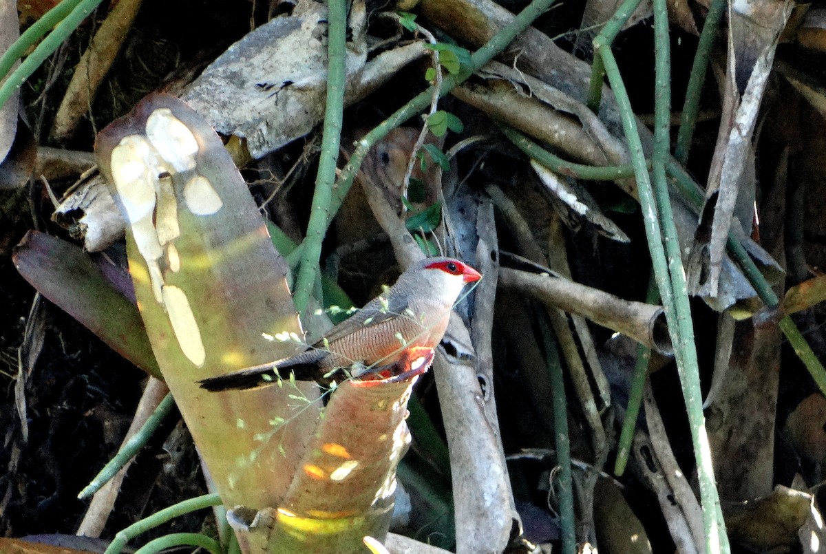 Common Waxbill - ML156136181