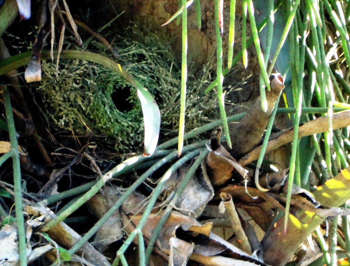 Common Waxbill - ML156136361