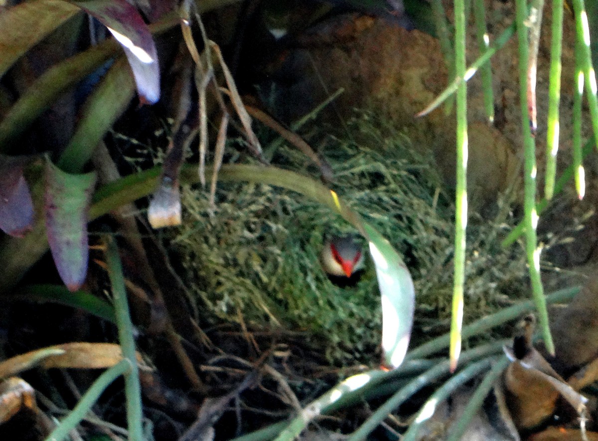 Common Waxbill - ML156136501