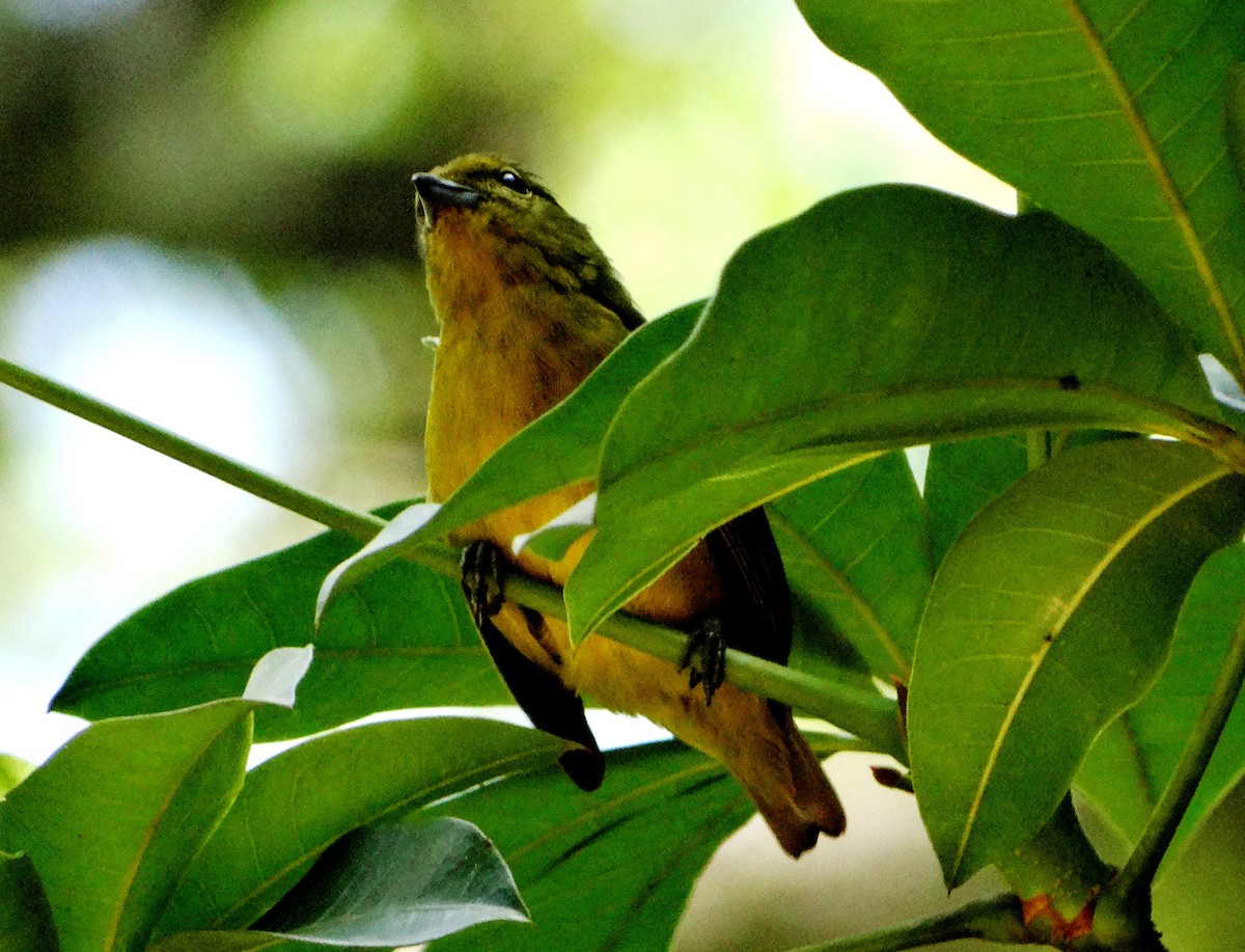 Violaceous Euphonia - ML156136691