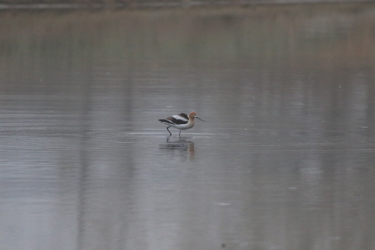 American Avocet - ML156136771