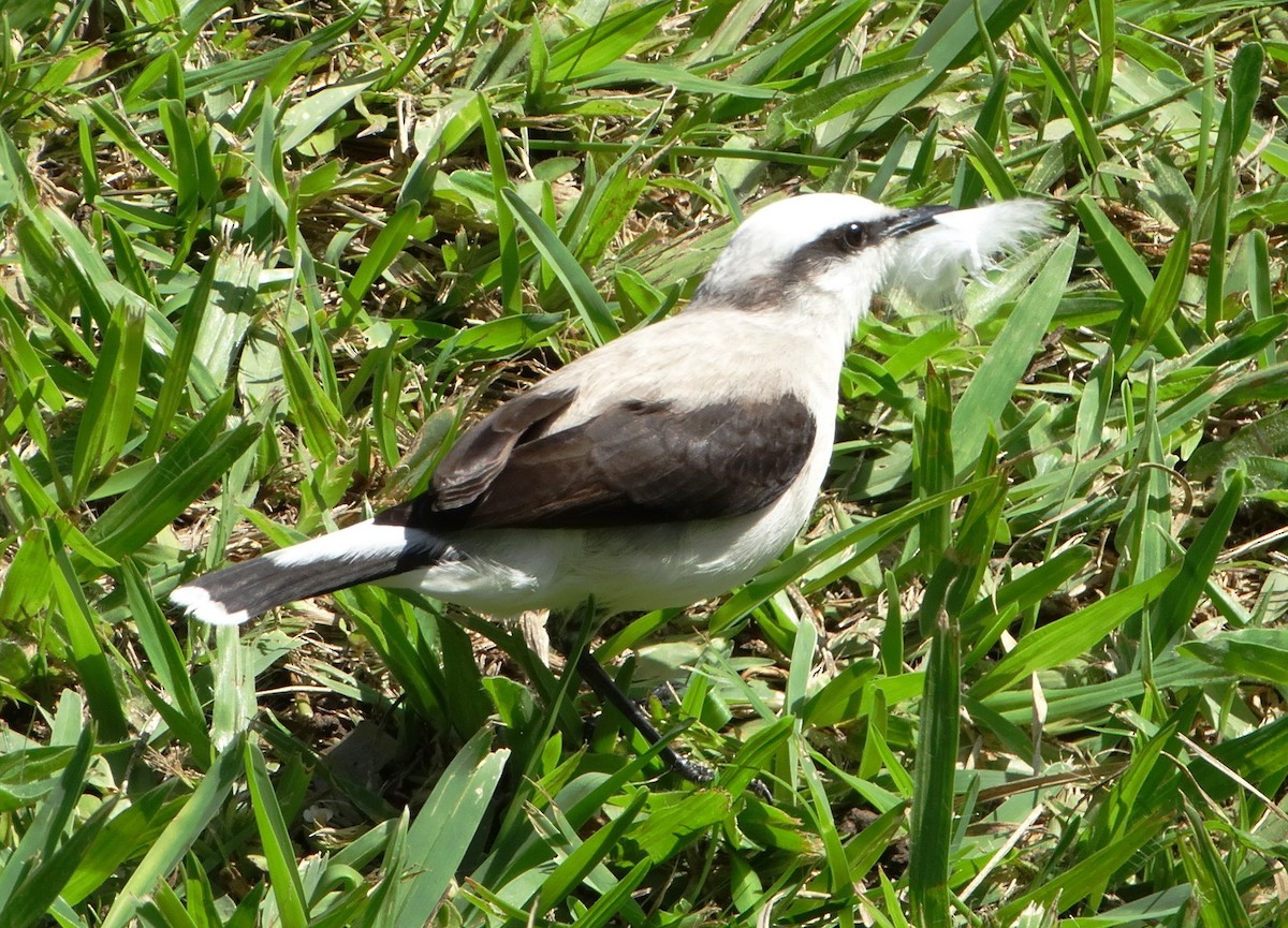 Masked Water-Tyrant - ML156136941