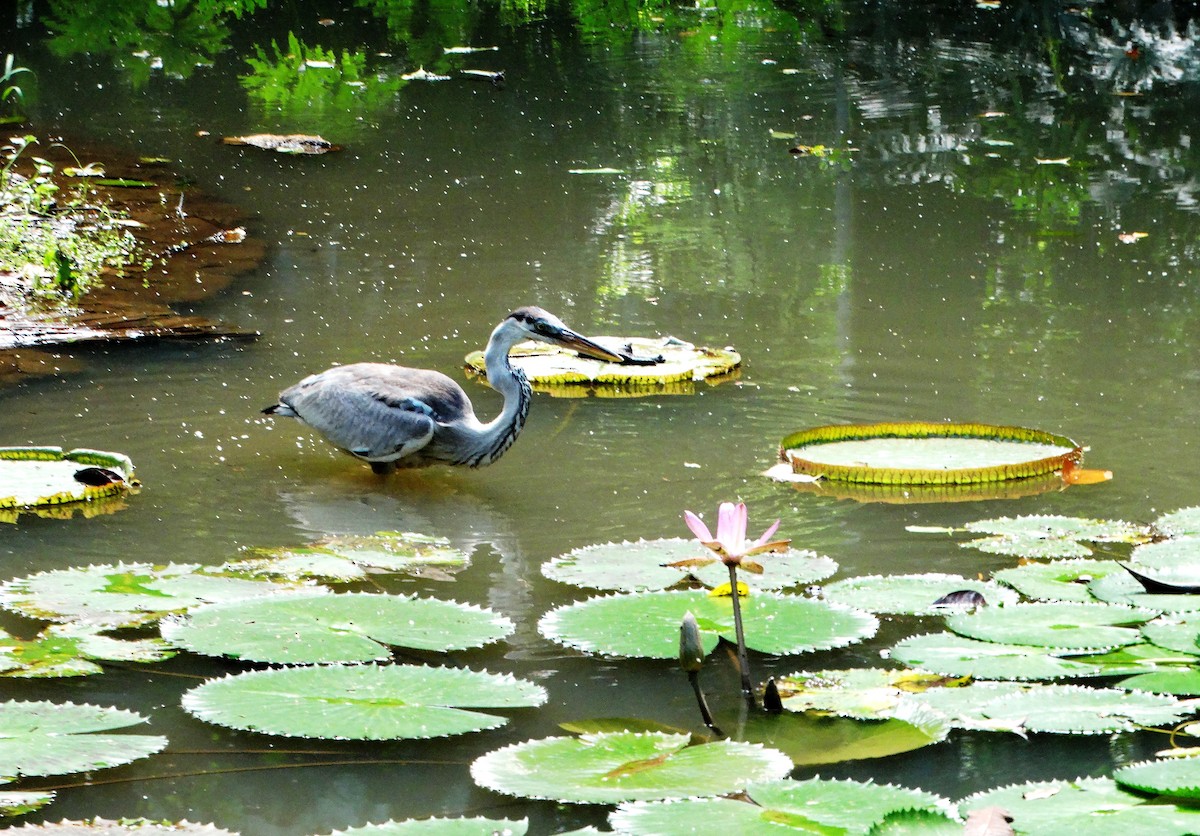 Cocoi Heron - ML156137521