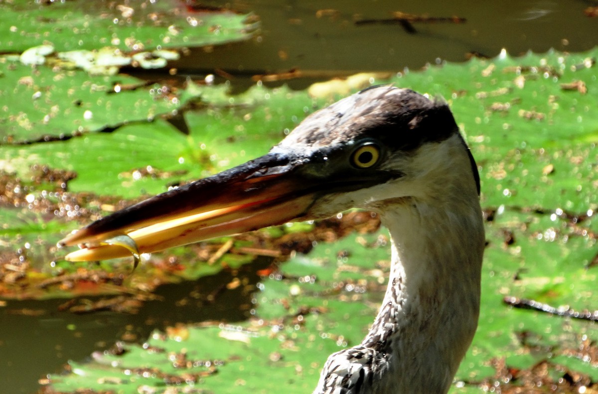 Cocoi Heron - ML156137631