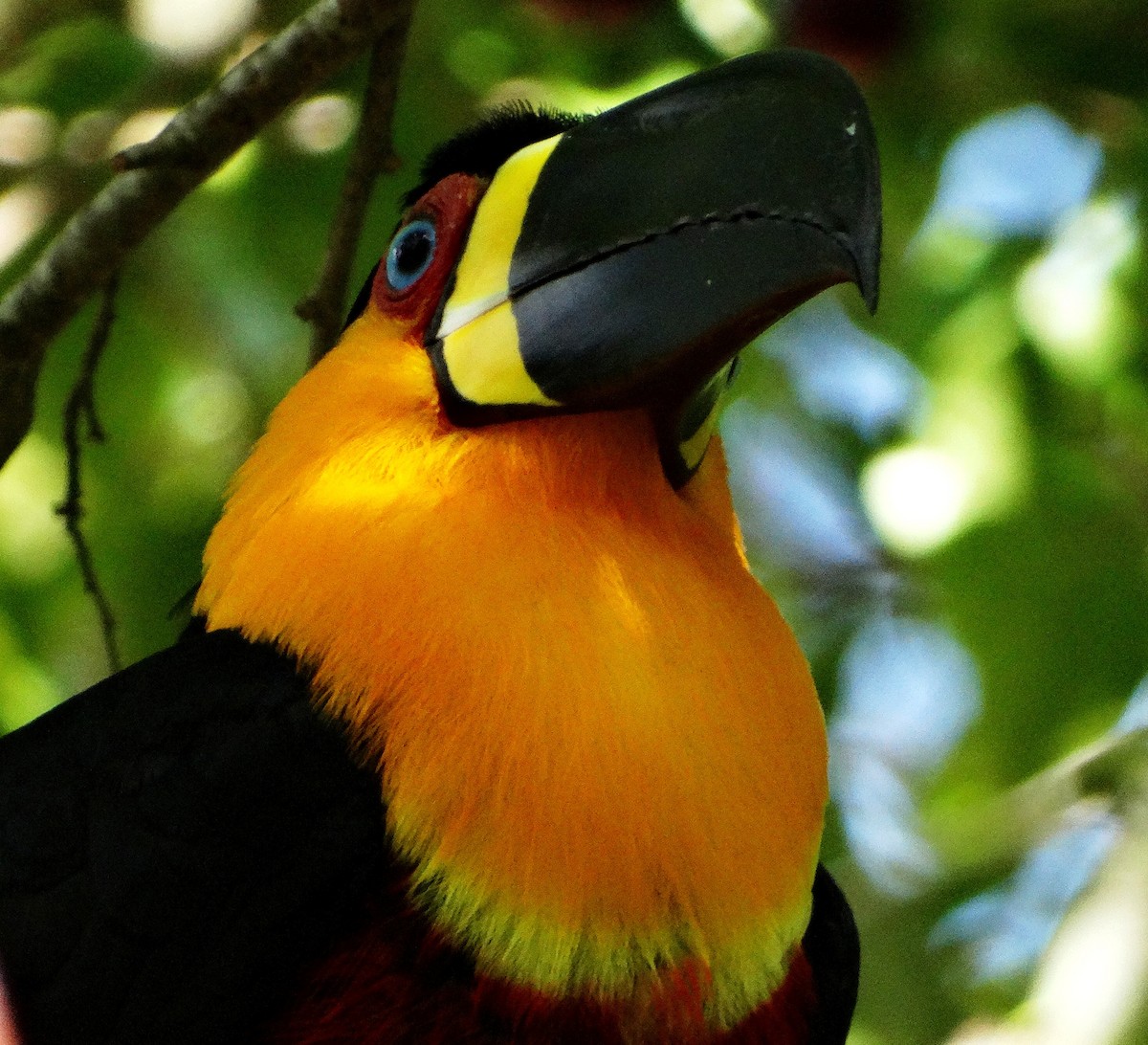 Channel-billed Toucan - ML156137831