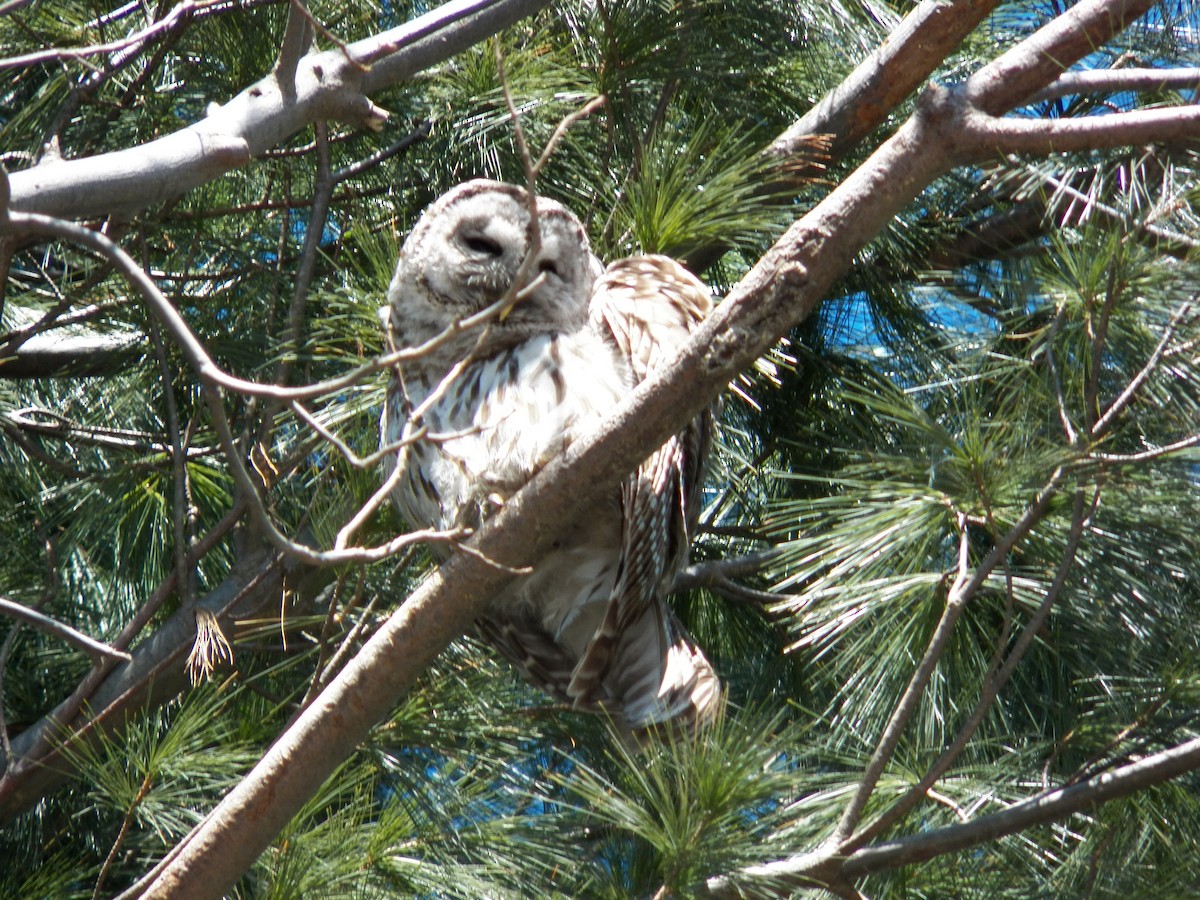 Barred Owl - ML156139811