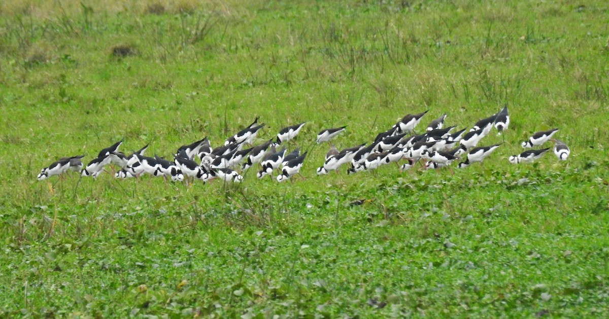 Black-necked Stilt - ML156141951