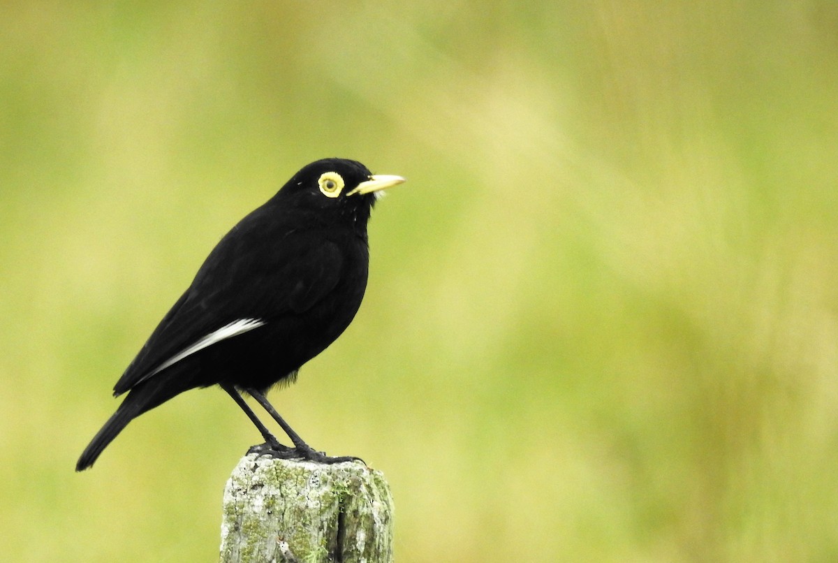 Spectacled Tyrant - ML156142161