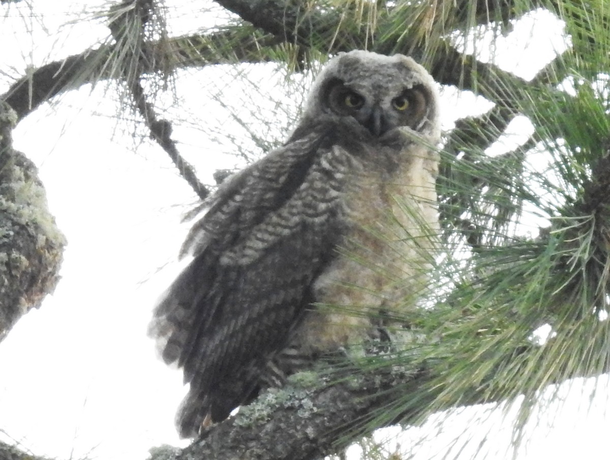 Great Horned Owl - ML156142291