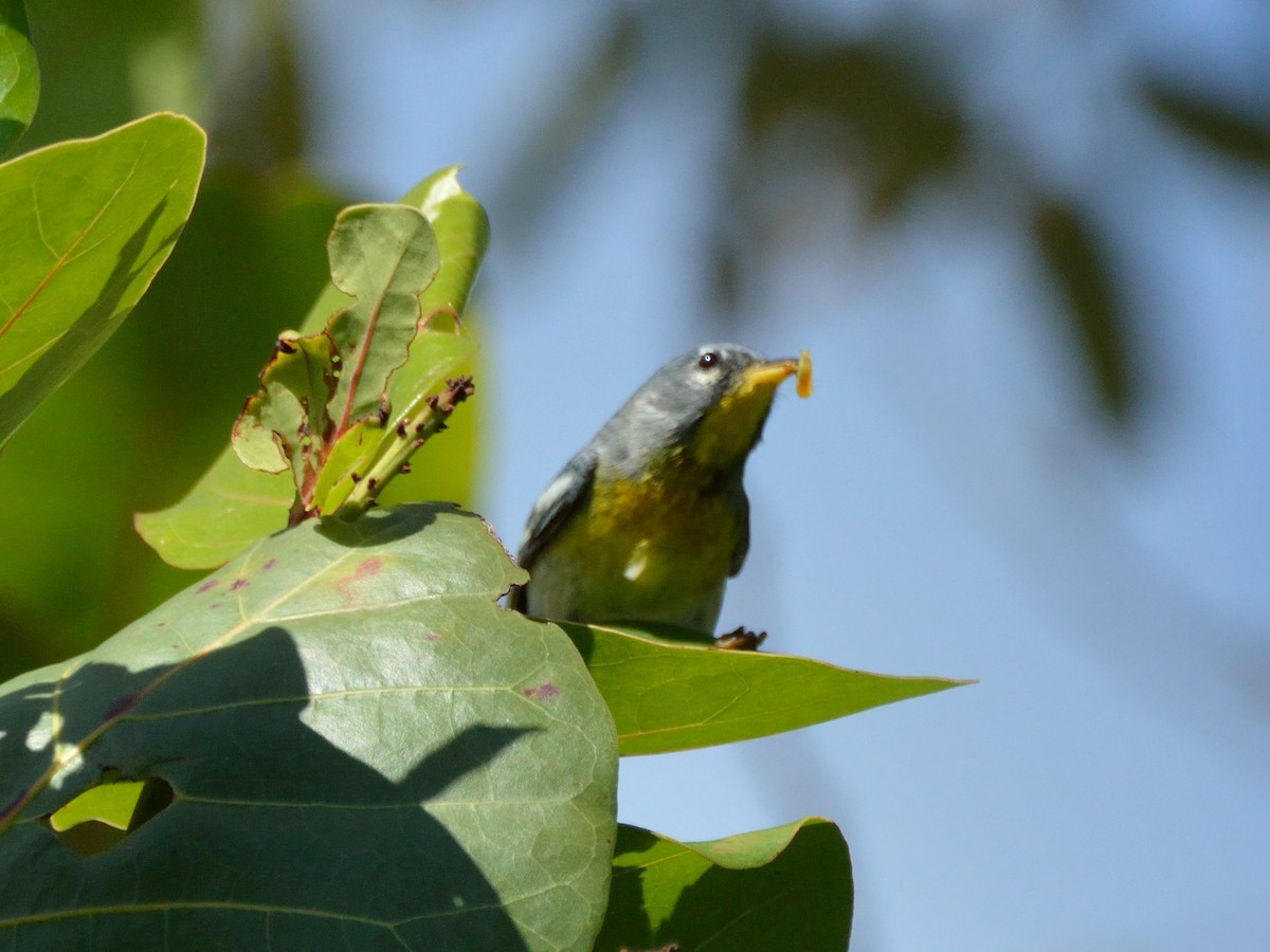 Northern Parula - ML156142511