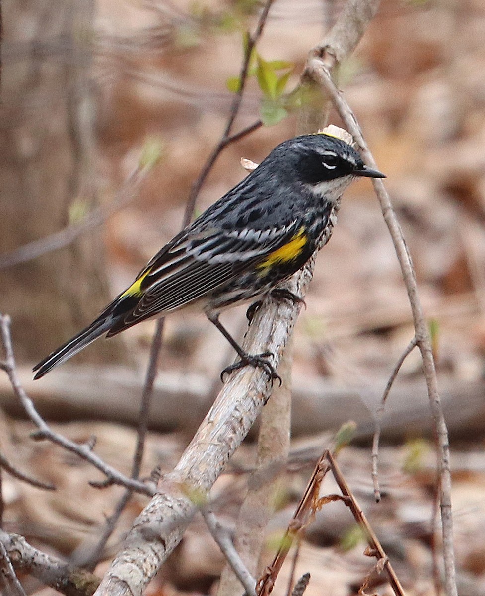 Yellow-rumped Warbler - ML156143201