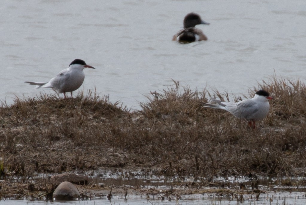 Common Tern - ML156143661